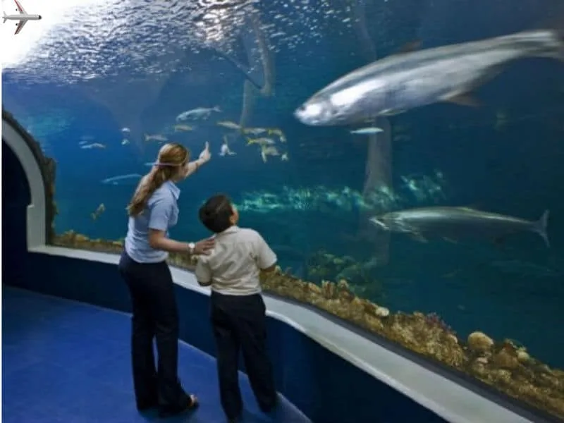 que animales hay en el acuario de veracruz