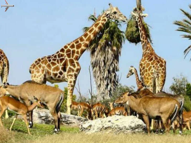 Lugares Turísticos para visitar en Puebla 8 africam safari puebla costos de entrada de