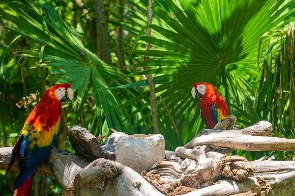 la selva lacandona chiapas