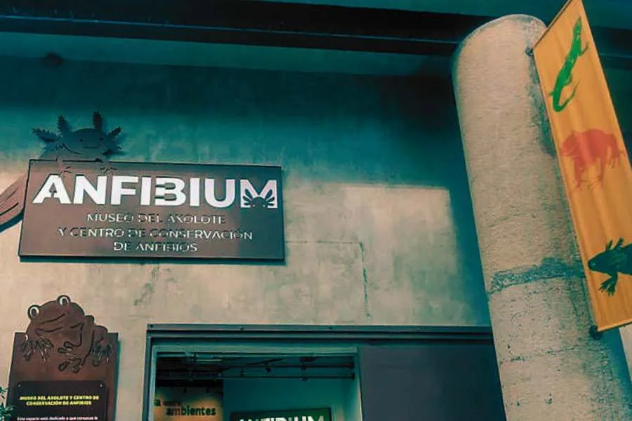 Anfibium