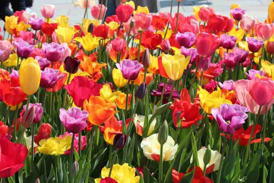 Dia del tulipan que hacer en Holanda en invierno